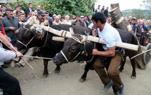 Samsun'da 150 yıllık geleneğe yine hayvanlara atılan dayaklar damga vurdu. "Öndöl" adı verilen büyükbaş hayvanların yarıştırıldığı etkinlikte ellerindeki sopalarla hayvanlara vahşice vuran köylüler karşı gelenleri de lince kalkıştı.