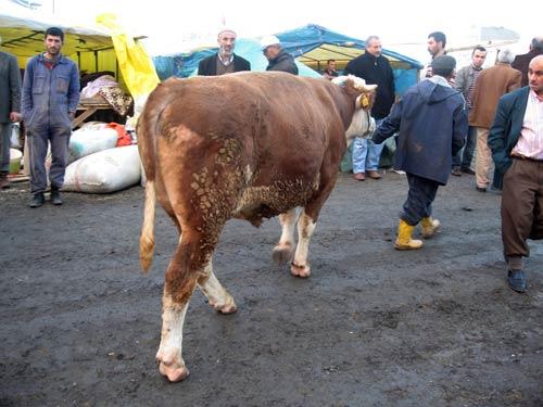 Bağcılar'da kurulan kurban pazarında 'en büyük kurbanlık kimde?' tartışması yaşandı. 400 çadırlık pazarda, en büyük kurbanlıklar görücüye çıkarken, satıcılar arasında 'en büyük kurbanlık kimde?' tartışması yaşandı.
