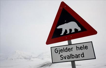 25 Şubat 2008... Norveçte bir trafik levhası; Dikkat kutup ayısı çıkabilir.