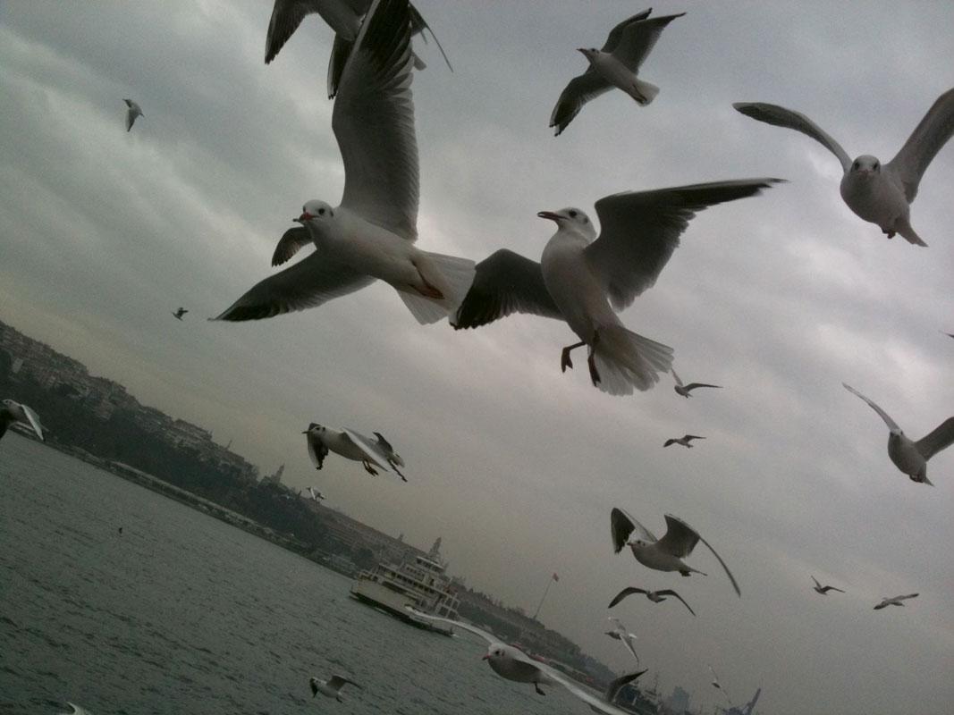 Başka martılar, başka simitler. Uyandırdığı his aynı.