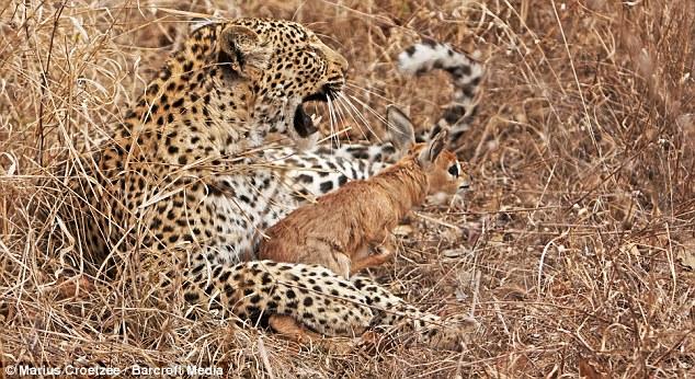 Sonunda oynamaktan sıkılan Leopar, bebek antilopu öldürdü.