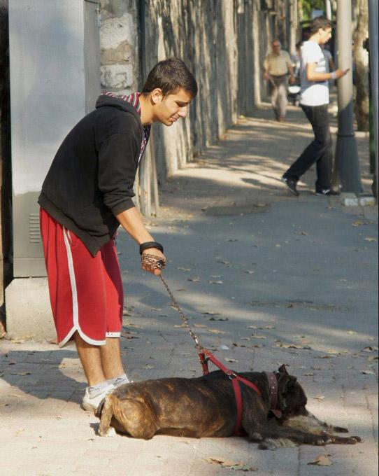 İstanbul'un Beşiktaş semtinde pitbull cinsi köpek sahibinin gözyaşlarına aldırmadan bir kediyi parçaladı. Cadde ortasında yaşanan korkunç olay vatandaşları dehşete düşürdü: