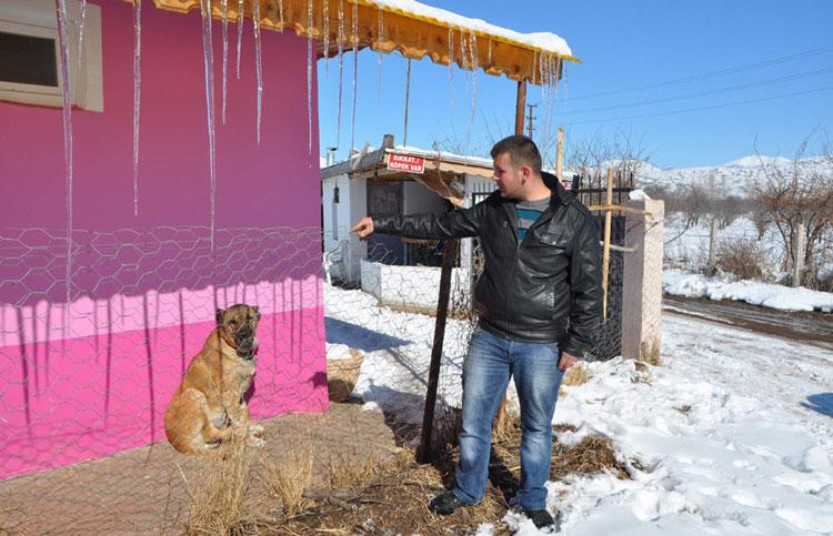 Köpeklerini takip eden Algül, komşusuna ait olan Kangal köpeğinin parçalanmış halde iskeletiyle karşılaştı. Köpeğin sadece kafasının kaldığını söyleyen Algül, gördüğü manzara karşısında hayretler içerisinde kaldığını belirtti. Dağda aç kalan kurtların köpeğini yediğini dile getiren Algül, "Hafta sonu Kemalpaşa Mahallesi Tarım Sokak'ta bulunan bahçeli evimizi kontrole gelmiştim. İki tane köpeğimin aşırı derecede huysuzlandığını fark ettim. Köpeklerimi serbest bıraktığımda evimin 100 metre aşağısında başı ve iskeleti kalmış komşumuzun çoban köpeğini gördüm. Çok şaşırdım ve korktum. Çünkü aşırı kar yağışı sonucu dağda aç kalan kurtlar buraya kadar gelip köpeği parçalayarak yemişler" ifadelerini kullandı.