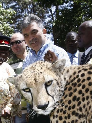Cumhurbaşkanı Abdullah Gül, eşi Hayrünnisa Gül, Devlet Bakanı Said Yazıcıoğlu, Ulaştırma Bakanı Binali Yıldırım ve heyettekilerle Nairobi Ulusal Parkı'n çitaların bulunduğu kafese girdi ve çita sevdi...