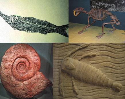 <p><strong><span style="color: #0000ff;">Paleontoloji: Fosil biyomoleküller ilkel dönemlere giden kapıyı araladı</span></strong></p>
<p>Paleontolojide geçmiş yaşamlara bakmak için kemik ve diğer fosillerden tamamen farklı olanaklar var. Bunlar, on binlerce yıl sonra bile yeniden canlandırılabilen DANN gibi biyomoleküller ve ilkel kemiklerdeki kolajenle ortaya çıktı. 21.yyın ilk on yılında bilim insanları mamutun, buz devri mağara ayısının ve Neandertal insanının DNAsını yeniden oluşturdular. Dinozorların derilerinde milyonlarca yıl korunagelen renk pigmentleri sayesinde bu ilkel hayvanların deri ve tüy renkleri öğrenildi ve Tyrannosaurusun derisindeki kolajen de dev sürüngenin biyolojisi hakkında çok değerli bilgiler verdi.</p>