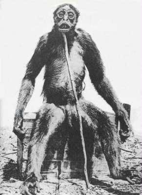 20- Fotoğraçı François De Loysun çektiği bu meşhur goril fotoğrafı internetin en çok paylaşılanlarından. De Loys ve ekibi ilk karşılaştıklarında bu canlının bir goril olduğunu bile düşünemedi. Gorilin kendilerine saldırması üzerine gorili öldürmek zorunda kaldılar Daha sonra da gorili çenesine dayanan bir değnek vasıtasıyla oturttular ve De Loys deklanşöre basıp bu meşhur ve yüzde 100 orijinal fotoğrafı çektiler