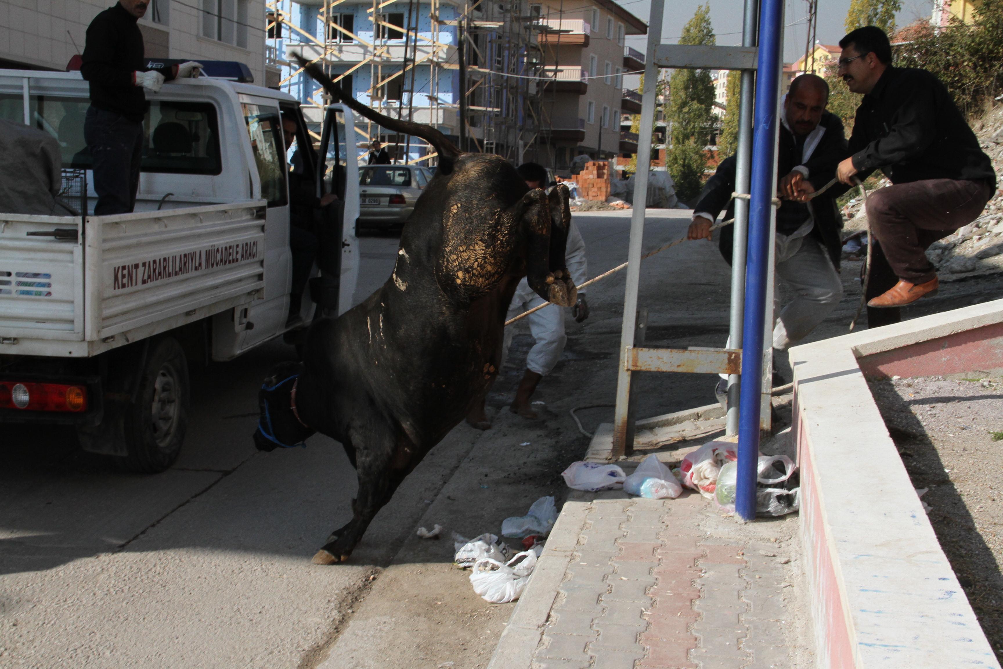 Kurban Bayramı'nın ilk kaçak haberleri gelmeye başladı. Yurdun çeşitli yerlerinde kurban edilmek istenilen boğalar sahiplerinin elinden son dakikada kaçıp adeta terör estirdi.