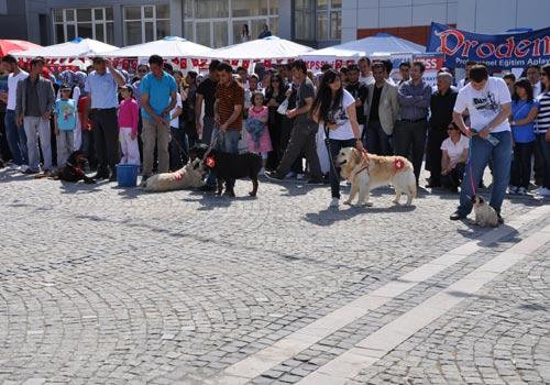 Karamanoğlu Mehmetbey Üniversitesi(KMÜ)de 15 köpeğin katılımıyla Köpek güzellik yarışması yapıldı.