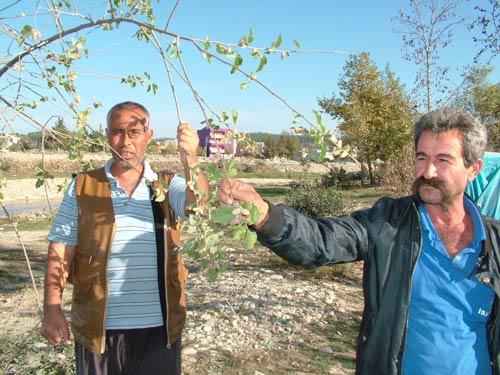 Osmaniye'nin Kadirli ilçesinde erken meyve veren dut ağacı herkesi şaşırtıyor. Savrun çayı kenarında sahipsiz yetişen dut ağacının meyve verdiğini gören vatandaşlar, ilk defa Kasım ayının sonunda dut ağacının meyve verdiğini gördüklerini söyledi.
