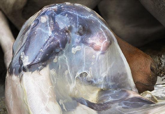 İngiliz fotoğraf ustası Tim Flach'ın "Atlar Dünyası" adlı fotoğraf sergisi