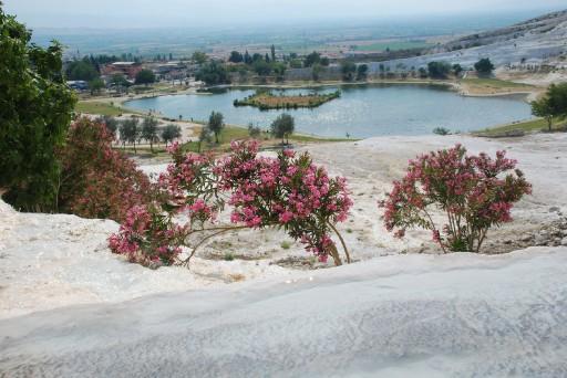 PEMBE CICEKLERIYLE ZAKKUMLARA BU BOLGEDE TRAVERTENLERIN UZERI DAHIL HER YERDE RASTLAMAK MUMKUN...(