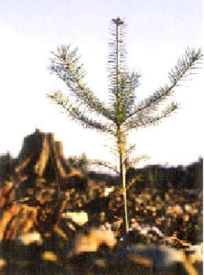 <b>BESİN PAYLAŞIMI</b>
<br><br>
Öncelikle işe yeraltındaki rizosfer (bitki köklerini doğrudan doğruya çepeçevre saran ve fiziksel, kimyasal, biyolojik özellikleri bitkiden bitkiye değişen ekosistem) başlamak gerekir. Orman tabanının altındaki her avuç toprak milyonlarca minik organizma içerir. Bu bakteri ve mantarlar bitkinin kökleriyle sembiyotik bir ilişki kurarlar. Bu şekilde bitkinin su ve yaşamaları için gerekli olan nitrojeni emmesini kolaylaştırırlar. Bunun karşılığında sabit bir besin kaynağına sahip olurlar.
<br><br>
Şimdi rizosfer tabakasının daha yakından gözlenmesiyle, mantarların bir düzineden fazla ağaç kökünü uzantılarıyla birleştirdiği ortaya çıkıyor. Bazen bu birleştirilen bitkiler, aynı türden olmayabiliyor. Ayağımızın altındaki bu ağ gerçek bir sosyal ağdır. Bunların üzerindeki radyoaktif karbon izotoplarının hareketlerini izleyen Simard, su ve besinlerin karnı tok ağaçtan, aç ağaca doğru aktığını keşfetti. 2009 yılında yayımlanan bir çalışmaya göre bir cins çam türünde, daha yaşlı ağaçlar karbon ve nitrojen içeren moleküllerini aynı türün fidanlarına aktarıyor. Böylece fidanlar daha sağlıklı bir gelişim gösterebiliyor (Ecology, vol 90, p 2808).