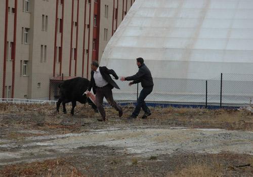 Kurban Bayramı'nın ilk kaçak haberleri gelmeye başladı. Erzurum'da kurban edilmek istenilen boğa sahibinin elinden kaçtıktan sonra şehir meydanında adeta terör estirdi.