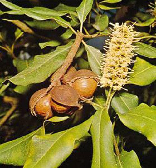 <p>Macadamia Dünyanın en pahalı fındığı Macadamia fındığıdır. Oldukça sert kabuğunun altında yüzde 80 yağ ile yüzde 4 şeker oranıyla kaymak tadında bir özü bulunuyor