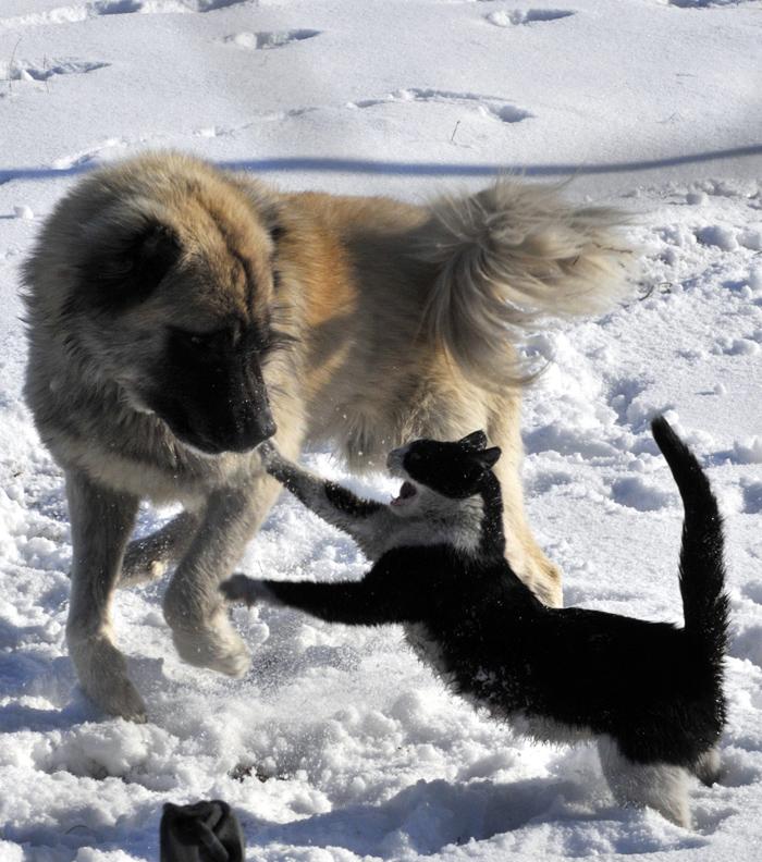 Van'da yolunu kaybeden ve köpek barınağının içerisine giren bir kedi, kendisini öldürmek için saldıran köpekle ölüm kalım kalım mücadelesi verdi..