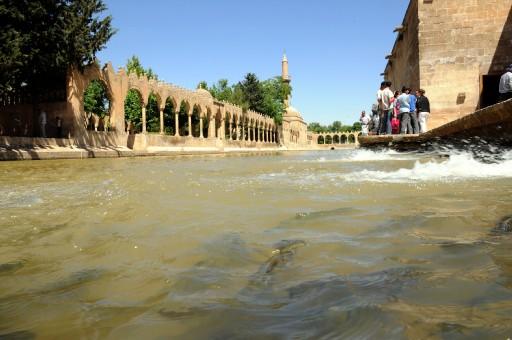 Şanlıurfada yerli ve yabancı turistlerin uğrak yeri olan tarihi Balılgöl, son günlerde suyunda görülen kirlilikten dolayı, bulanık renge dönüştü. Kutsal olduğuna inanılan balıklar çamura battı