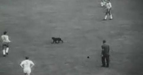 SAHAYA GİREN KÖPEK KOŞUŞTURUYOR