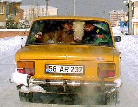 Sivas'ta 2003 yılında sahibi tarafından otomobile bindirilip veterinere götürülen ve dünyaca üne kavuşan 'Dana Ferhat'