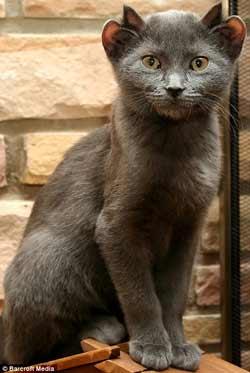 dört kulaklı kedi