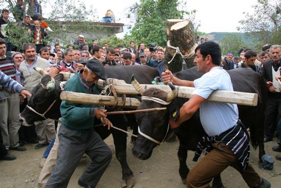 Samsun'da 150 yıllık geleneğe yine hayvanlara atılan dayaklar damga vurdu. "Öndöl" adı verilen büyükbaş hayvanların yarıştırıldığı etkinlikte ellerindeki sopalarla hayvanlara vahşice vuran köylüler karşı gelenleri de lince kalkıştı.