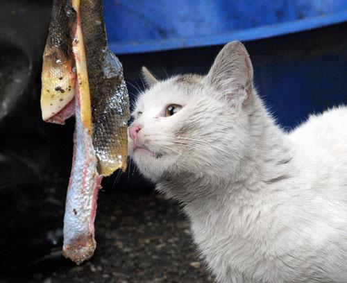 ADIYAMAN'IN ÇELİKHAN İLÇESİNDE BALIK SATIŞI YAPAN BİR KİŞİ HER GÜN 27 KEDİNİN KARNINI DOYURUYOR. BALIKÇININ NEŞE KAYNAĞI HALİNE GELEN KEDİLER ZAMAN ZAMAN BALIK PARÇALARI İÇİN BİRBİRLERİYLE KAVGA EDİYOR. FOTOĞRAF: KAAN BOZDOĞAN