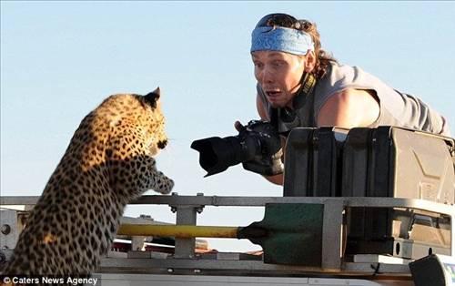 Afrika'da safariye çıkan belgesel ekibi, çekim otosunun üzerine tırmanan leoparı görünce büyük panik yaşadı. Fotoğrafçının leoparla burun buruna geldiği an: