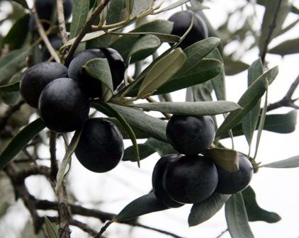 <p><strong>Zeytin</strong>: Zeytinyağı, safrayı artırır. Karaciğeri çalıştırır. Karaciğer ağrılarını keser. Sarılıkta faydalıdır. Yaprak ve kabukları yüksek tansiyonu düşürür. Kandaki şeker miktarını düşürür. Bağırsak solucanlarının düşürülmesine yardımcı olur.</p>
