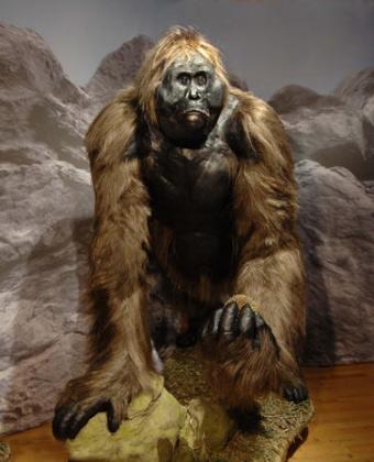 Gigantopithecus