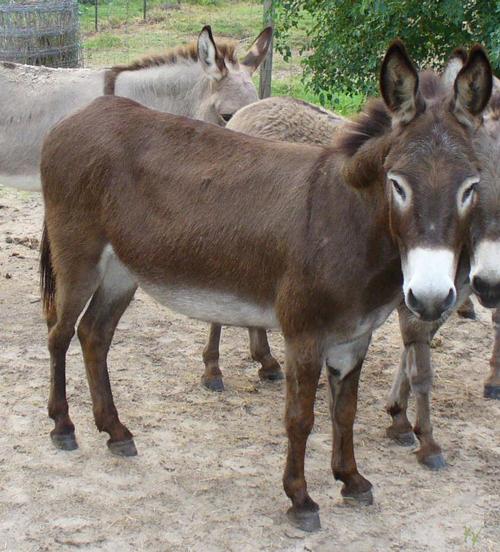 Peki anne sütüne en yakın süt olarak bilinen eşek sütünün eski zamanlarda hasta çocuklara ve veremli hastalara şifa olarak içirildiğini hiç duydunuz mu? Deve sütü de vitamin ve protein deposu olarak biliniyor. Zira deve sütü inek sütünden üç kat daha fazla C vitamini ve 10 kat fazla demir içerir, B vitamini ve magnezyum açısından da son derece zengin.Kaynakwh webhatti.com: