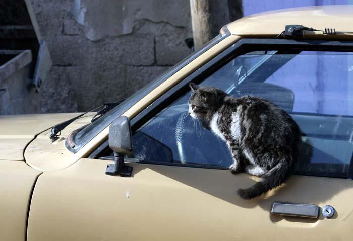 Bir otomobilin aynasında uzun uzun kendini izleyen kedi objektife böyle takıldı..
<p/>Yahyalı ilçesinde güneşli havada uzun süre otomobilin cam kenarında bekleyen kedi, aynada uzun uzun kendini izledi..