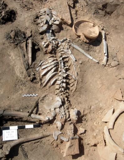 Kütahya'nın Seyitömer beldesi yakınlarındaki höyükte sürdürülen kurtarma kazısında bulunan 6 insan iskeletine ait kafa taslarının içinde şekli bozulmamış beyinler bulundu.