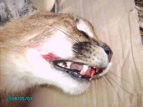Pardus geçtiğimiz sene ilk kez yaralı olarak tesadüfen bulunmuş ve Haber 7 tarafından ilk kez görüntülenmişti.