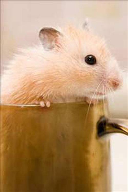 <p>ABD, Ohio'da lisans olmadan fare yakalamak yasaktır.