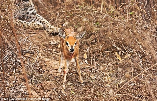 Leopar ile bebek antilop arasındaki bu eğlenceli oyun Güney Afrika'da bir safari rehberi tarafından görüntülendi.