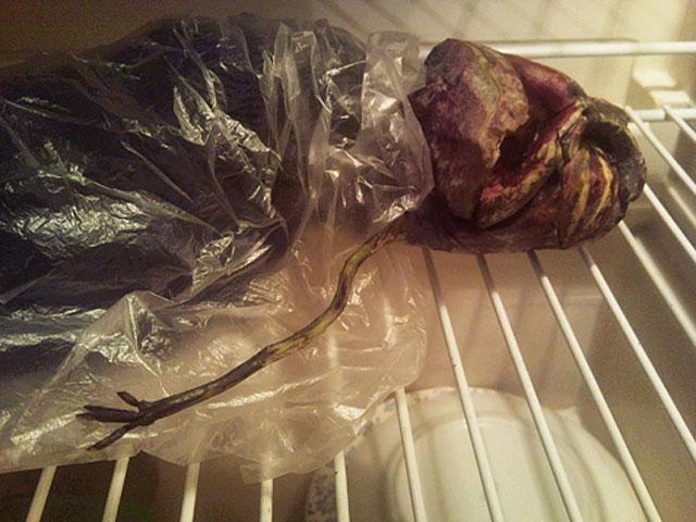 Rusya'nın Petrozavodsk kentinde yaşayan yaşlı bir kadın, uzaylıya ait olduğu ileri sürdüğü "cesedi" 2 yıl buzdolabında sakladı.