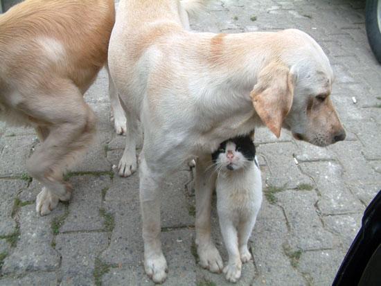 Düzce'nin Camikebir Mahallesi'nin maskotları iki köpek ve bir kedinin dostlukları görenleri hayrete düşürüyor.