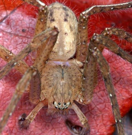 Tayland'daki bu örümcek ilk defa görüntülendi.