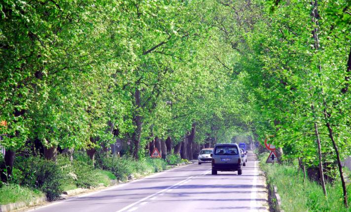 YALOVA - ÇINARLI YOL