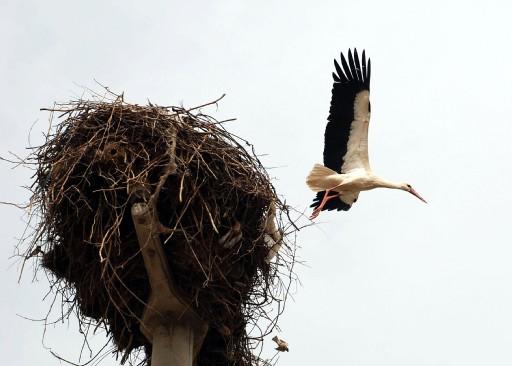 İzmir'in tarihi ve turistik ilçesi Selçuk'ta her yıl nisan ayında gelerek ağustosa kadar kalan leylekler için özel bir proje başlatıldı. Leylekler için özel tasarımlı yuvalar inşa edildi.
