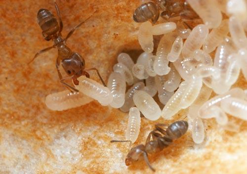 Bilim adamları, böylece karıncaların 18,61 gram ağırlığındaki bir çekirgeyi bile yakalayabildiğini belirledi. Bu da bir işçi karıncanın ağırlığının 13 bin 350 katındaki avını yakalaması anlamına geliyor.