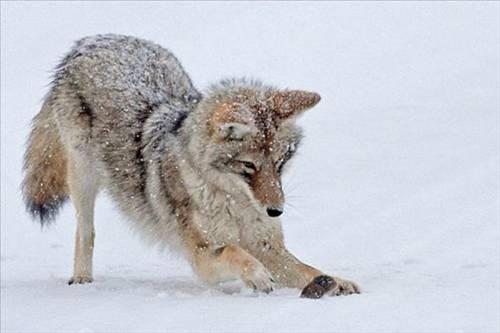 Karların arasında avlanan çakalla karşılaşan fare, pençelerini kaldırıp, cesaretle çakala karşı koydu. "Ne diyon lan sen çakal!" dercesine diklenen KÜKREYEN FARE, Rob Palmer'ın ABD´de çektiği fotoğraflarda havada yarım metre kadar uçmasına rağmen, yaşamayı ve hatta kaçmayı başardı.