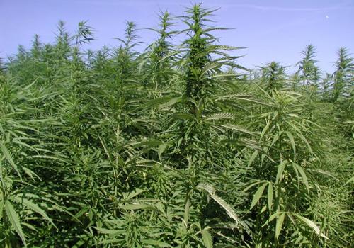 <div class="galler_spot">George Washington evinin bahçesinde marijuana yetiştirirdi.</div>
<div> </div>
<div id="pagination" class="cboth fright"> </div>