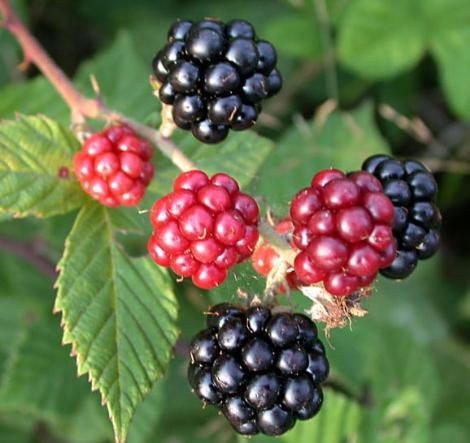 Narenciye ve ahududu, böğürtlen!!!
Bu meyveler özellikle C vitamininden ve flavonlardan zengindir. Flavonlar ise metabolizmayı ve yağ yakımını hızlandırır. Özellikle spor öncesi tüketilen C vitamininden zengin meyveler yağ yakımını yüzde 30 artırır.