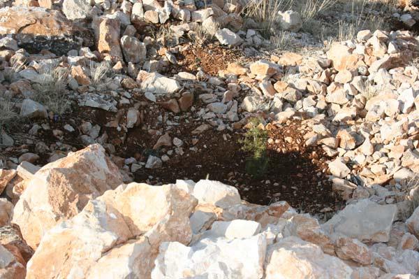 Bey Dağı ağaçlandırma projesi kapsamında bölgeye 5 milyona yakın fidan dikimi yapıldı. Bizzat ağaçlandırma yapılan alana giderek yapılan çalışmaları fotoğrafladık.