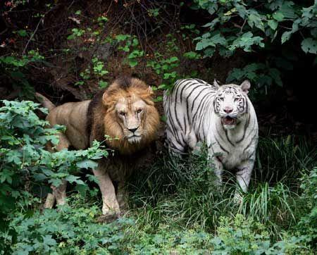 Anneleri kaplan babaları aslan olan sıradışı melez yavrular