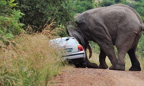 Güney Afrika'nın Johannesburg kentinde bir doğal parkta 5 tonluk fil, içinde iki kişinin bulunduğu otomobile oyuncak araba muamelesi yaparak, kendine ait patika yolundan uçuruma itti. O anlar kare kare fotoğraflandı: