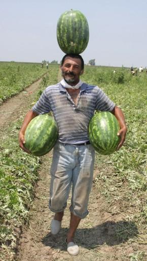 Ya da sıcak güneşin altında gölgeden bile mahrum bir tarla işçisi olmanız da mümkündü