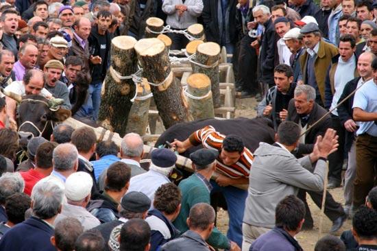 Samsun'da 150 yıllık geleneğe yine hayvanlara atılan dayaklar damga vurdu. "Öndöl" adı verilen büyükbaş hayvanların yarıştırıldığı etkinlikte ellerindeki sopalarla hayvanlara vahşice vuran köylüler karşı gelenleri de lince kalkıştı.