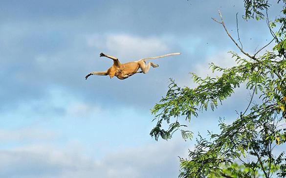 <b>&Ouml;l&uuml;m&uuml;ne Atlayış</b><br><br>
Malezyanın Sabah Federasyonunun doğu kesimindeki Kinabatangan nehri kıyısında bulunan Proboscis maymunları, k&uuml;resel ısınmadan etkilenen vahşi hayatın sadece bir t&uuml;r&uuml;.
<br><br>
Doğal hayatta yalnızca Borneo adasında bulunan Proboscis maymunları, ağa&ccedil; yapraklarıyla besleniyorlar. Ancak yağmur sezonunun normalden daha erken bitmesiyle birlikte ağa&ccedil;lar da yapraklarını erken d&ouml;k&uuml;nce, Proboscis maymunları nehrin diğer tarafına ge&ccedil;mek zorunda kaldı.
</br>