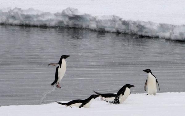 <p>Avusturalya Antartika Bölümü Araştırmacıları Adelie penguenlerinin yüzlerce devasa buz dağının arasından geçip Commonwealth Körfezine gidişini görüntülemek için, denizde 20 km hızla devasa buzulu kırmaya çalıştı.</p>

<p>Antartika'ya inen ilk Ünlü kutup kaşifi Douglas Mawson'ın yerinde (Antartika'ya çıkış yerinde) araştırmacı ekibi ve Avustralya Antartik Bölümü personeli, Avustralyalı jeolog ve kaşif Douglas Mawson'ın Antartika'ya çıkışının 100. yıl dönümünü kutlayacak..</p>